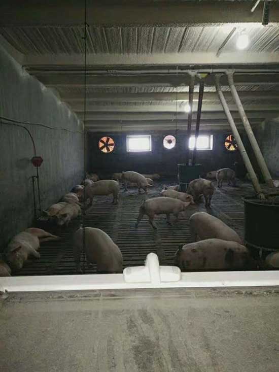 牧原养猪场猪舍屋顶墙壁保温喷涂聚氨酯案例